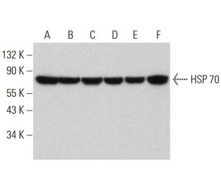 HSP70 Antibody (3A3) - Western Blotting - Image 380604 