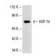 HSP70 Antibody (6D444) - Western Blotting - Image 17804