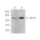 HSP70 Antibody (6D444) - Western Blotting - Image 379606 