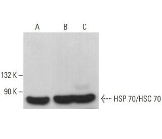 HSC70/HSP70 Antibody (2A4) - Western Blotting - Image 381417 