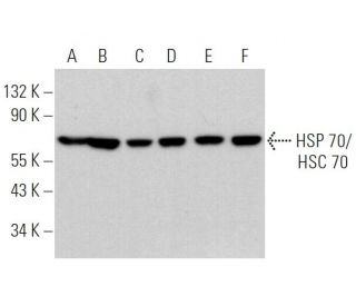 HSC70/HSP70 Antibody (B-12) - Western Blotting - Image 369298 