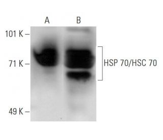 HSC70/HSP70 Antibody (BRM-22) - Western Blotting - Image 21050