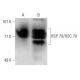 HSC70/HSP70 Antibody (BRM-22) - Western Blotting - Image 21050