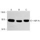 HSP 75 Antibody (TR-1A) - Western Blotting - Image 413329