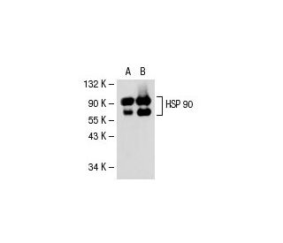 HSP90 Antibody (4F10) - Western Blotting - Image 31409 