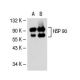 HSP90 Antibody (4F10) - Western Blotting - Image 31409 