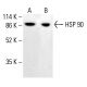 HSP90 Antibody (4F10) - Western Blotting - Image 412664