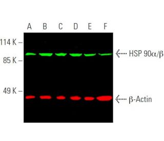 HSP90 alpha/beta Antibody (F-8) - Western Blotting - Image 386591