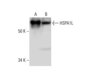 HSPA1L Antibody (C-6) - Western Blotting - Image 294526
