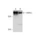 HSPA1L Antibody (C-6) - Western Blotting - Image 294526