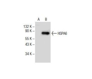 HSPA6 Antibody (B-8) - Western Blotting - Image 154346 