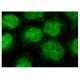 HSPA6 Antibody (G-9) - Immunofluorescence - Image 150819 