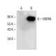 HSPA6 Antibody (G-9) - Western Blotting - Image 151653 