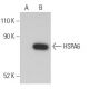 HSPA6 Antibody (G-9) - Western Blotting - Image 400051