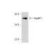 HspBP1 Antibody (D-2) - Western Blotting - Image 303766 