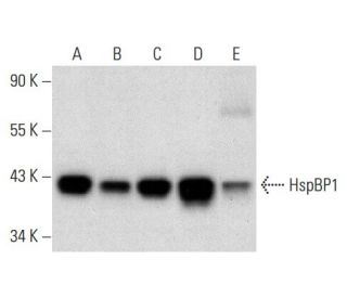 HspBP1 Antibody (E-3) - Western Blotting - Image 303768 