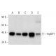 HspBP1 Antibody (E-3) - Western Blotting - Image 303768 