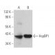 HspBP1 Antibody (E-3) - Western Blotting - Image 366332 