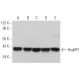 HspBP1 Antibody (E-3) - Western Blotting - Image 366333