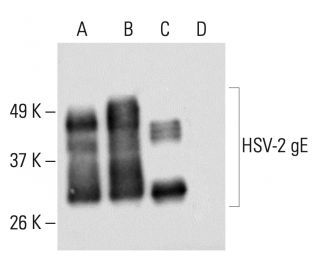 HSV-2 gE Antibody (E10b) - Western Blotting - Image 401790