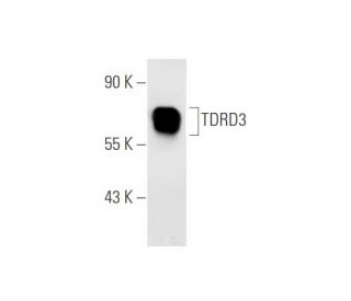 HT-1080 Whole Cell Lysate: sc-364183. Western blot analysis of TDRD3...