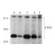 HTR3D Antibody (G-5) - Western Blotting - Image 344506
