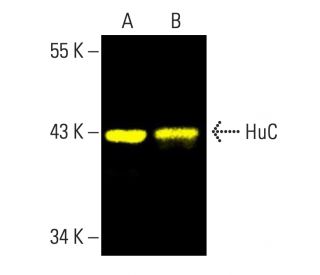 HuC Antibody (D-6) - Western Blotting - Image 403389