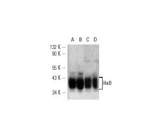 HuD Antibody (H-9) - Western Blotting - Image 12793 