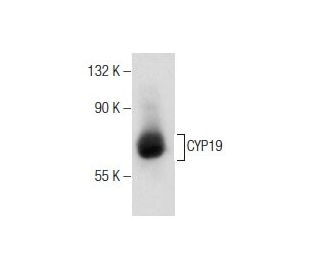 human adipose tissue extract: sc-363750. Western blot analysis of CYP19... 