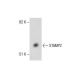 human adipose tissue extract: sc-363750. Western blot analysis of STAMP2...
