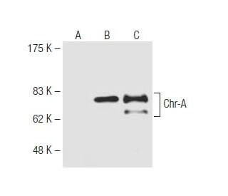 human adrenal gland extract: sc-363761. Western blot analysis of Chr-A... 