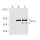 human adrenal gland extract: sc-363761. Western blot analysis of Chr-A... 