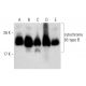human adrenal gland extract: sc-363761. Western blot analysis of cytochrome...