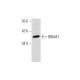 human bladder extract: sc-363751. Western blot analysis of RBM41 expression... 