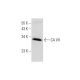 human bladder extract: sc-363751. Western blot analysis of CA VII...