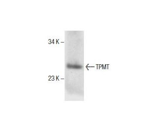 human bone marrow extract: sc-363752. Western blot analysis of TPMT...