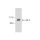 human breast extract: sc-363753. Western blot analysis of Dvl-3 expression...