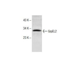 human bronchus extract: sc-363754. Western blot analysis of GrpEL2 expression... 