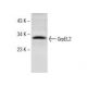 human bronchus extract: sc-363754. Western blot analysis of GrpEL2 expression... 