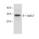 human bronchus extract: sc-363754. Western blot analysis of GrpEL2 expression...