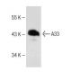 human colon extract: sc-363757. Western blot analysis of A33 expression...