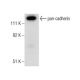 human colon extract: sc-363757. Western blot analysis of pan-cadherin expression... 