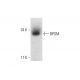 BPGM (L-15): sc-82786. Western blot analysis of BPGM expression in human erythrocyte whole cell lysate.