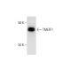 TMEFF1 Antibody (H-11) - Western Blotting - Image 291883