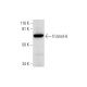 frizzled-6 Antibody (D-2) - Western Blotting - Image 293060 