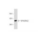 human kidney extract: sc-363764. Western blot analysis of MYADML2 expression...