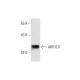 AKR1D1 Antibody (C-2) - Western Blotting - Image 290859