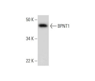 BPNT1 Antibody (C-12) - Western Blotting - Image 294269 