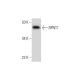BPNT1 Antibody (C-12) - Western Blotting - Image 294269 
