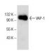 VAP-1 Antibody (A-8) - Western Blotting - Image 151777 